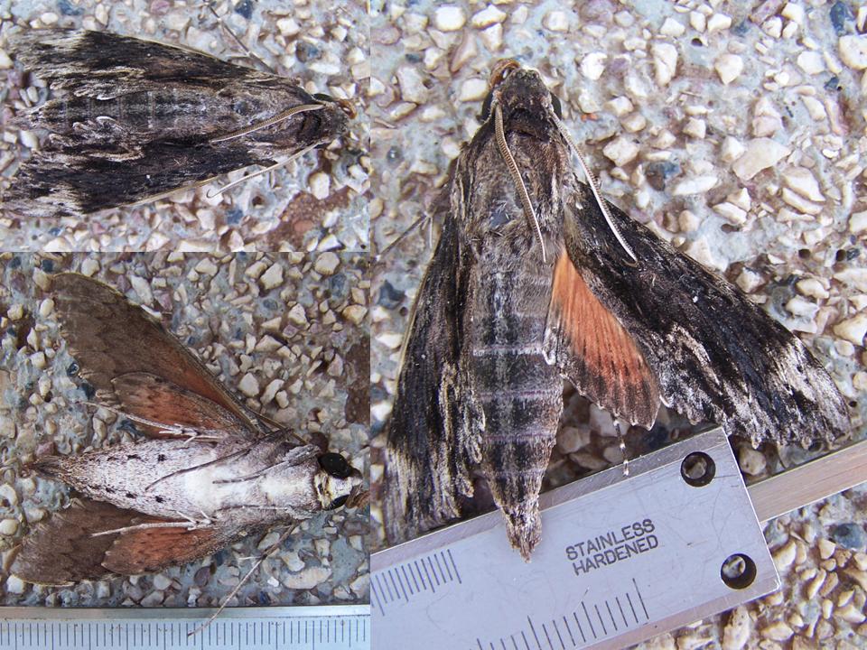 FIGURE 4m FIGURE 4m